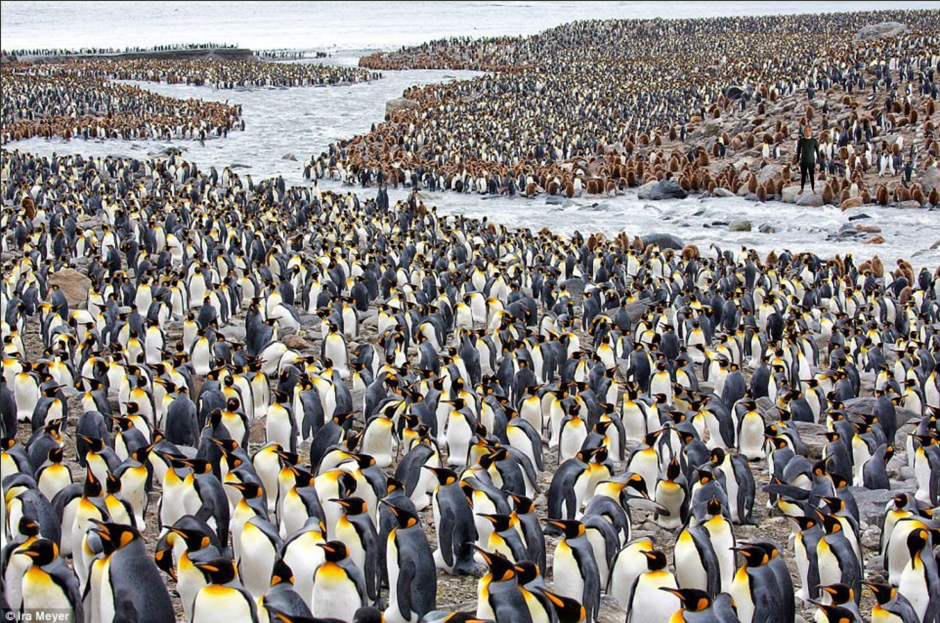 nuutti_pingviinien_kanssa
